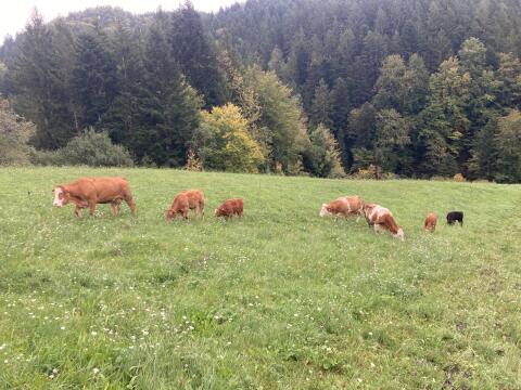 Bio-Mutterkühe