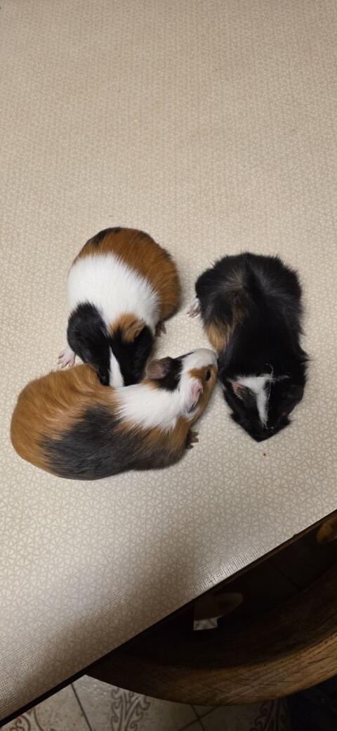 Meerschweinchen