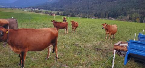 Jersey-Rinder zu verkaufen
