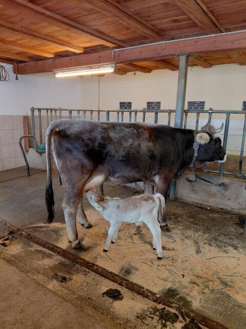 Verkaufe Mutterkuh mit Kalb