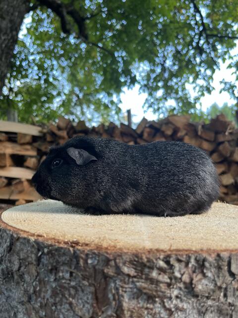 Meerschweinchen