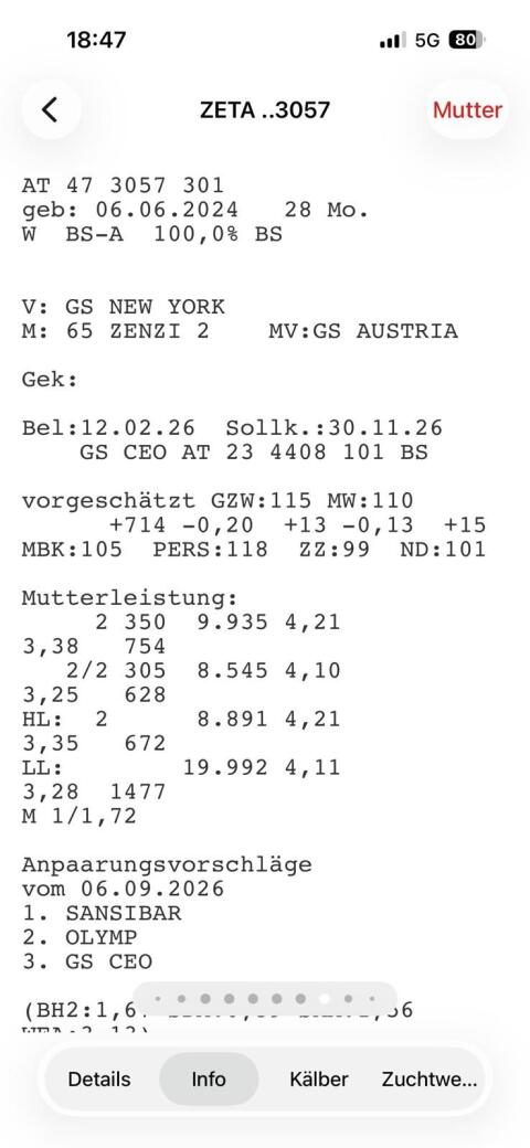 Verkaufe hochträchtige Brown Swiss Kalbinnen