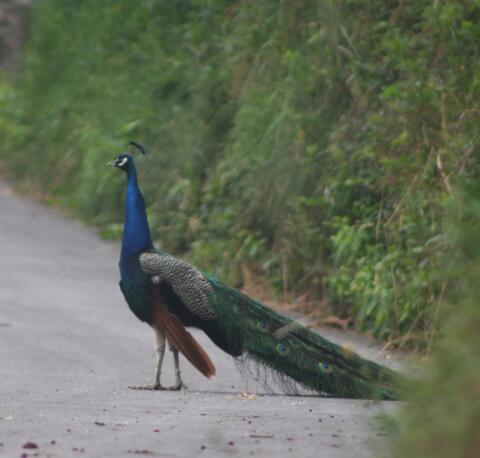 Pfau zu verkaufen