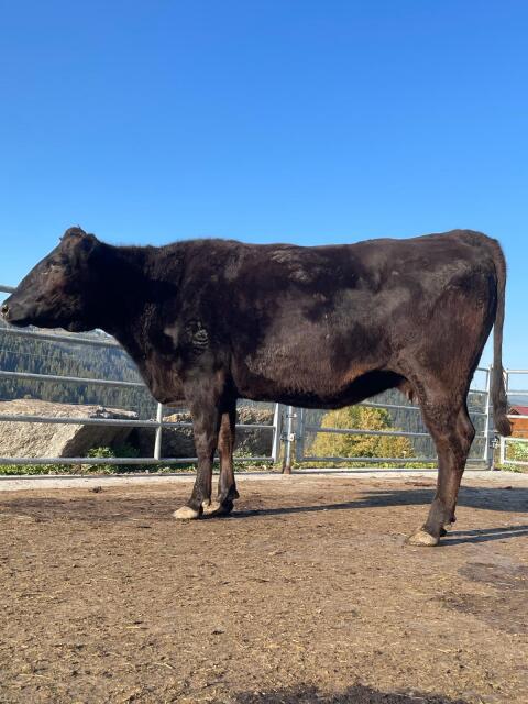 Wagyu-Kuh WDE MS Gina