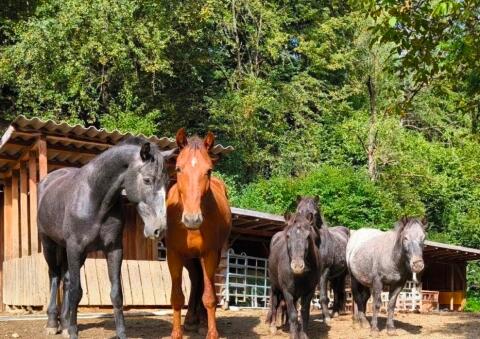 Pferde, Ponys, Absetzer, Fohlen