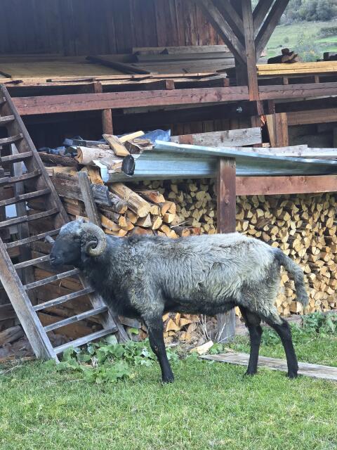 Steinschafwidder