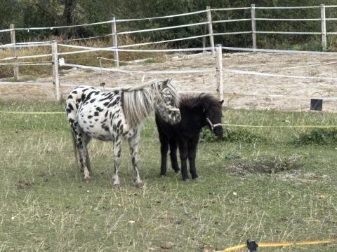 Pony-Stute mit Fohlen
