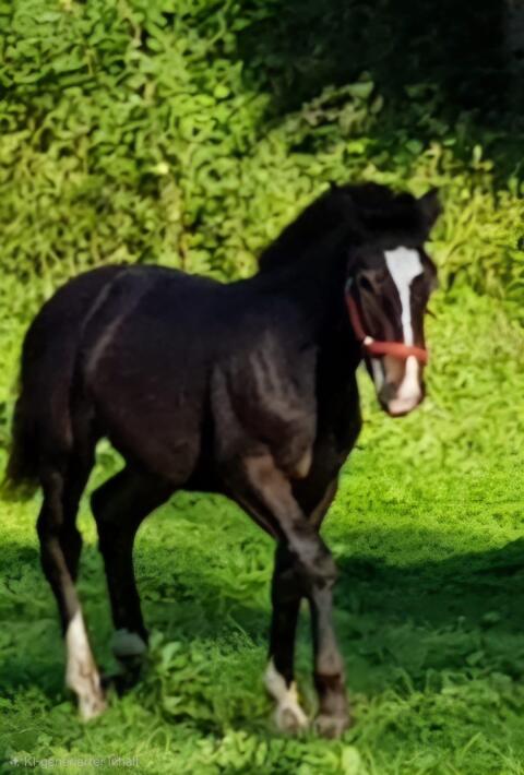 Wiese für Pacht gesucht