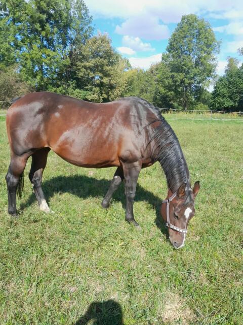 Verkaufe kräftige Quarter Horse-Stute Scarlet