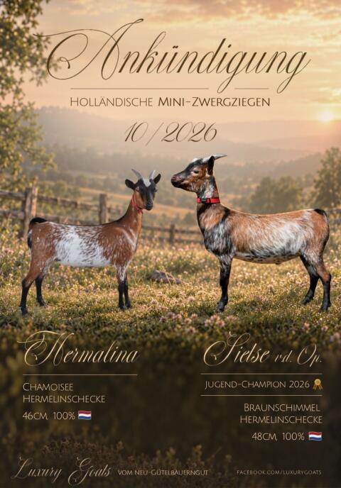 Holländische Mini-Zwergziegen
