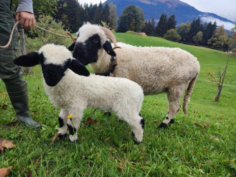 Walliser Schwarznasen-Widder, Bio, ohne HB