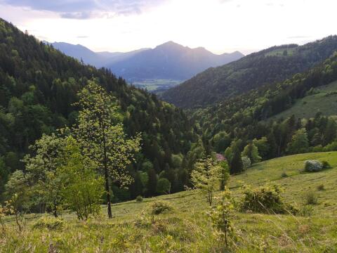 Alm, Almvieh, Almweide, Bergweide, Pacht