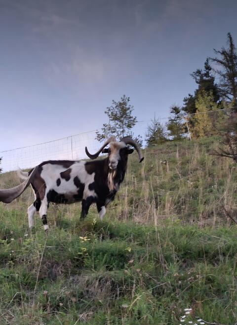 Tauernscheckenbock