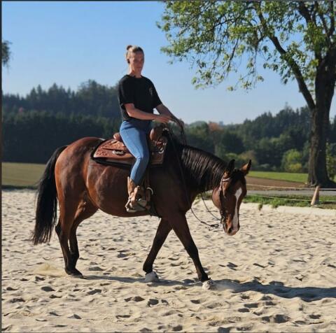American Quarter Horse Wallach