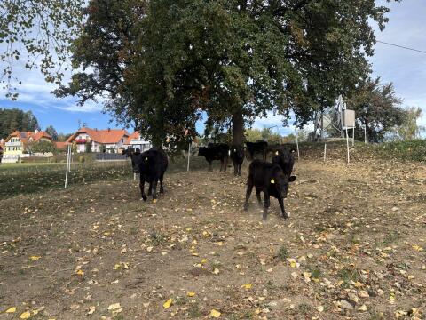 5 Wagyu-Zuchtkälber