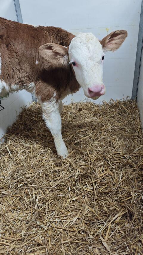 BIO Fleckvieh Kalb weiblich