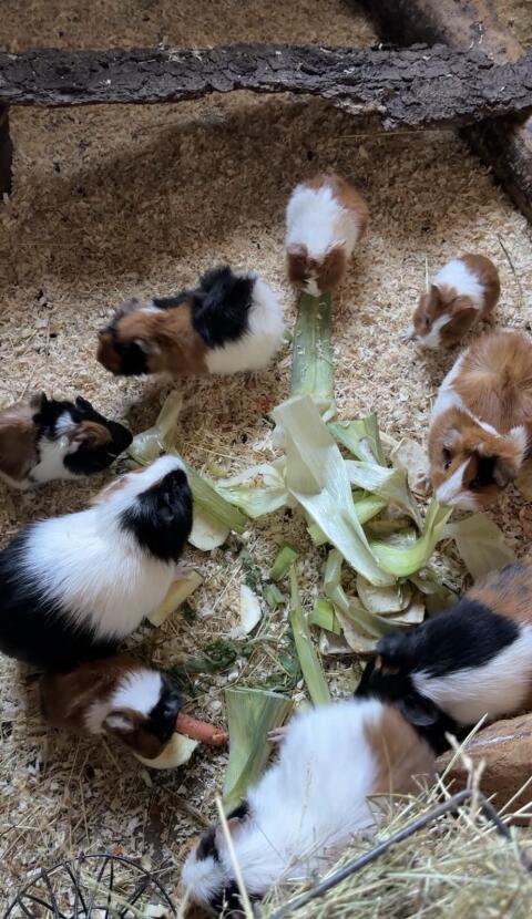 Meerschweinchen