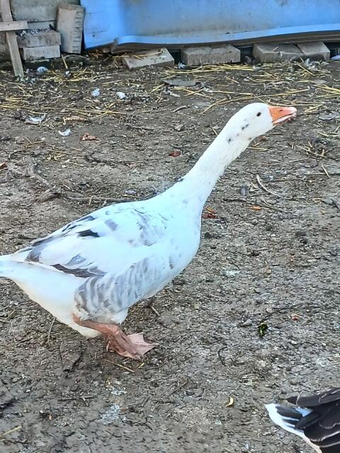 Gänse