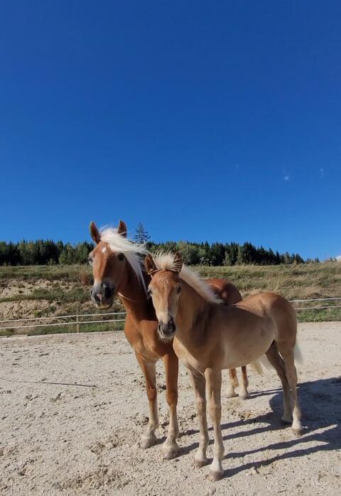 Haflinger Hengstfohlen zu verkaufen