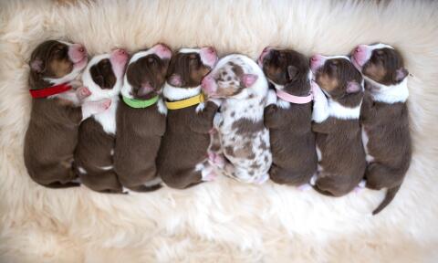 Australian Shepherd Welpen