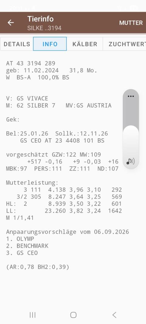 Verkaufe hochträchtige Brown Swiss Kalbinnen