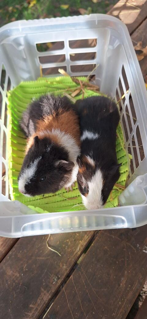 Meerschweinchen