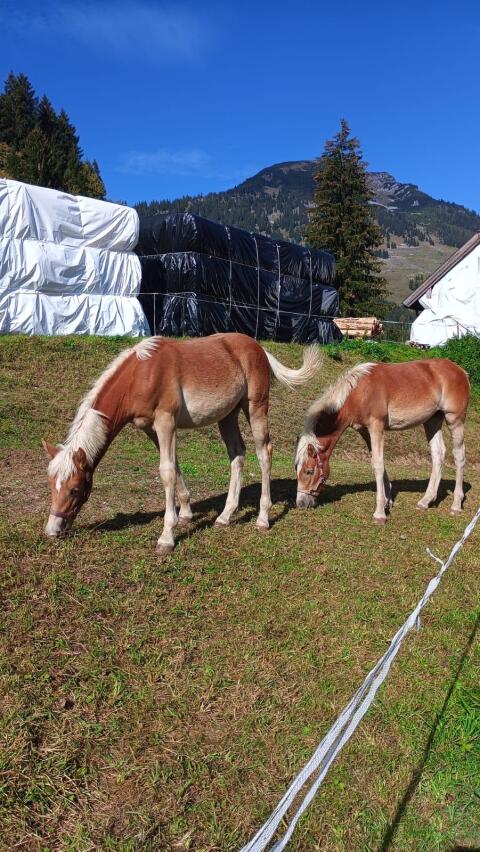 Haflinger Stutfohlen