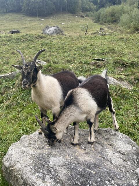 Passeirer Kitze