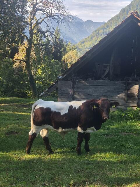 Pinzgauer Stier