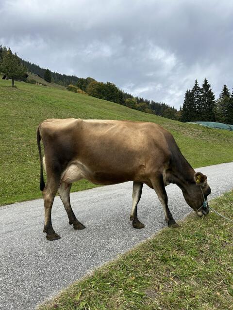 Verkaufe Bio-Jersey-Kuh