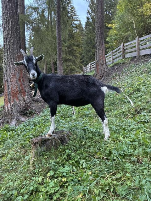 Strahlenziege