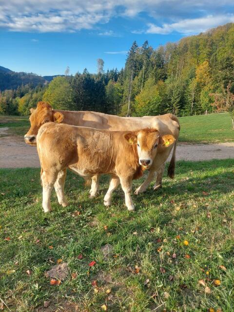 2 Murbodner Stiere Bio