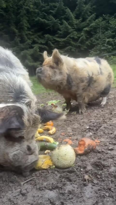 Kune-Kune-Schweine