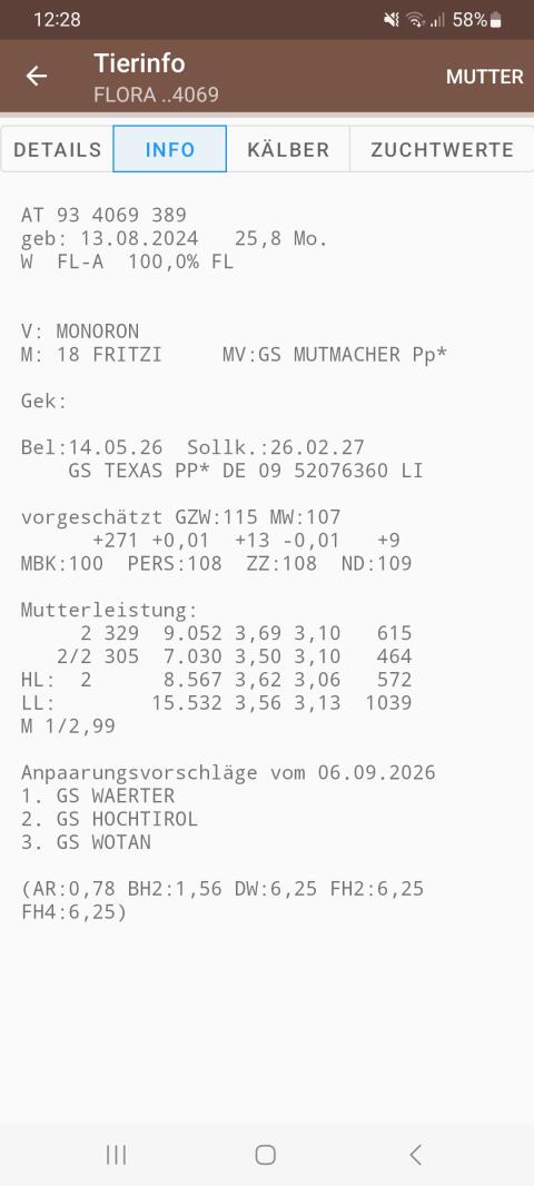 Trächtige Bio FV Kalbinnen