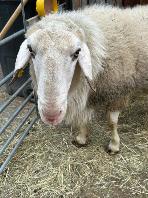 Brillenschaf-Widder