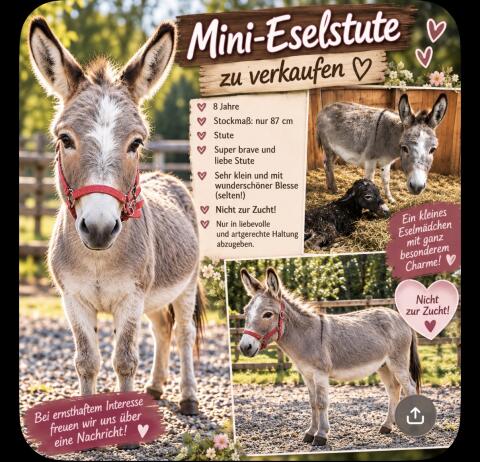 Mini-Eselstute