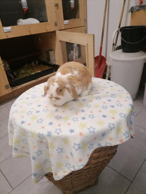 Zwergkaninchen Zwergwidder Häsin