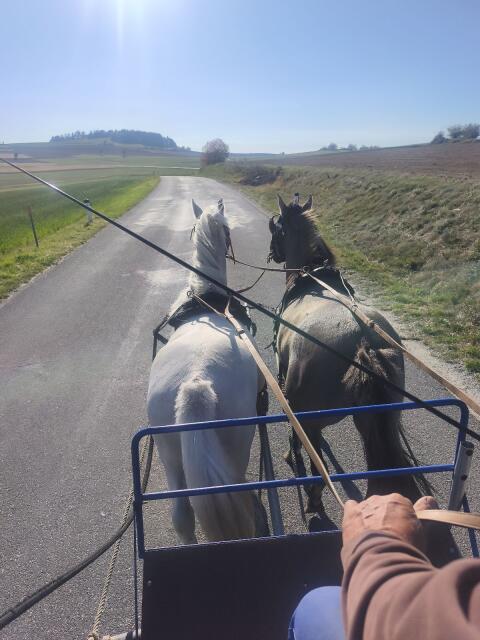 Pony-Wallach