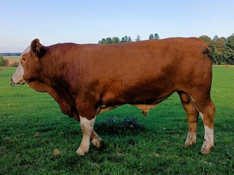 Genetisch hornloser Fleckvieh-Fleischstier EMILIANO Pp