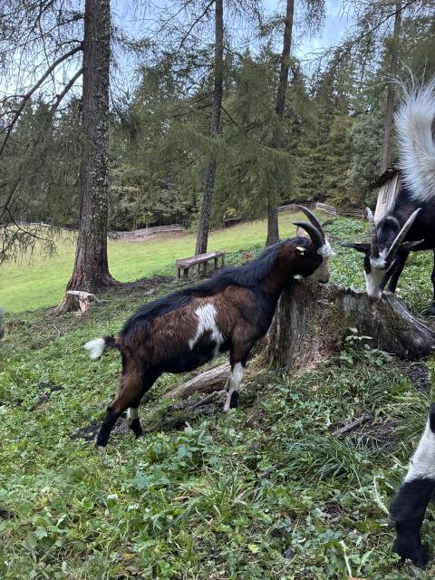 Tauernschecken-Bock