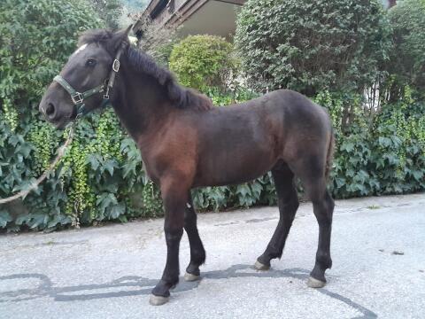 Noriker Hengstfohlen