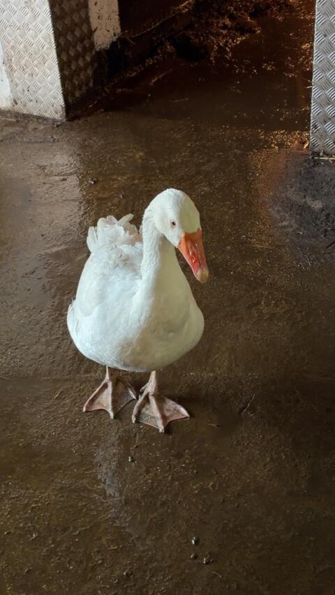 Gans