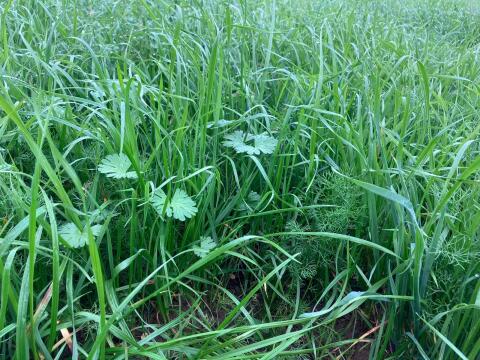 Silageballen