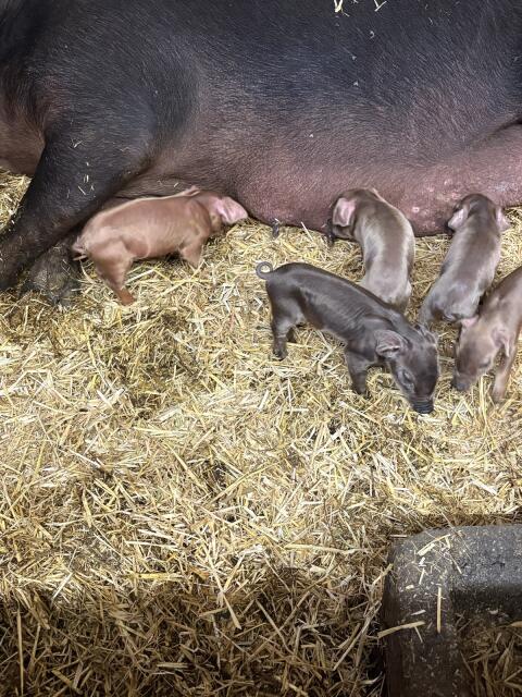 Verkaufe Duroc-Ferkel