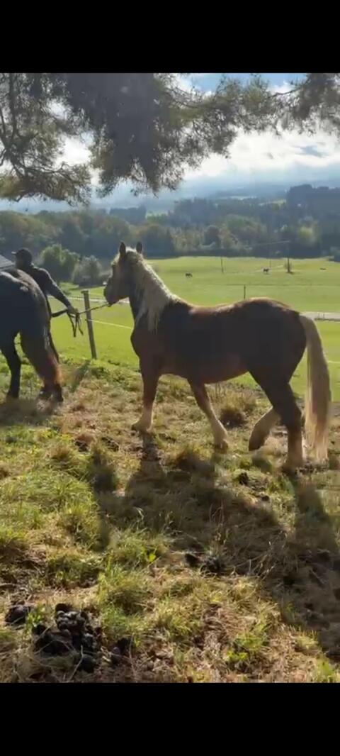 Noriker