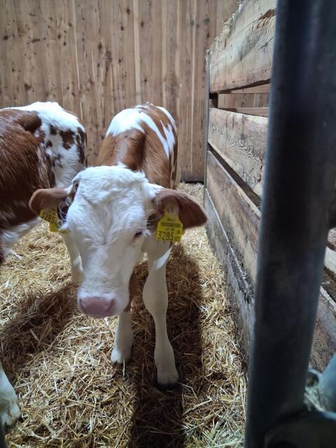 Verkaufe Bio-Kalb