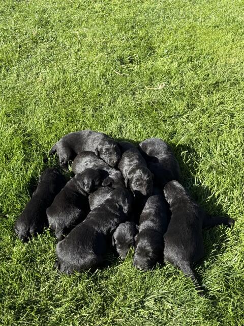 Flat Coated Retriever x Golden Retriever Welpen