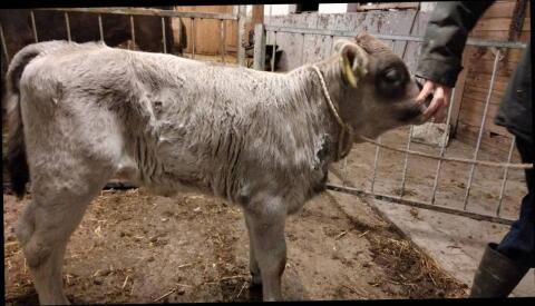 Originales Braunviehstierkalb