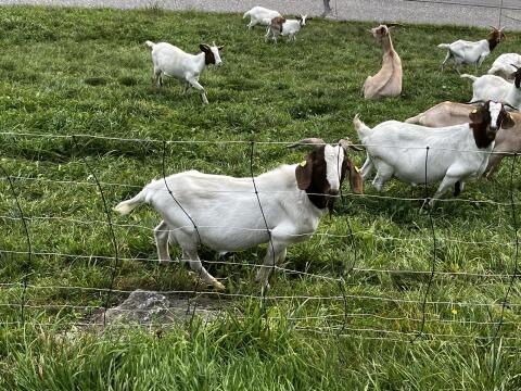 Burenziegenbock