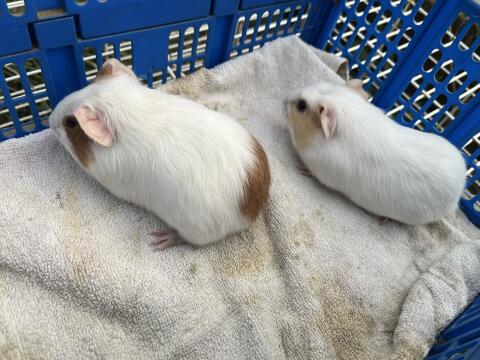 Meerschweinchen